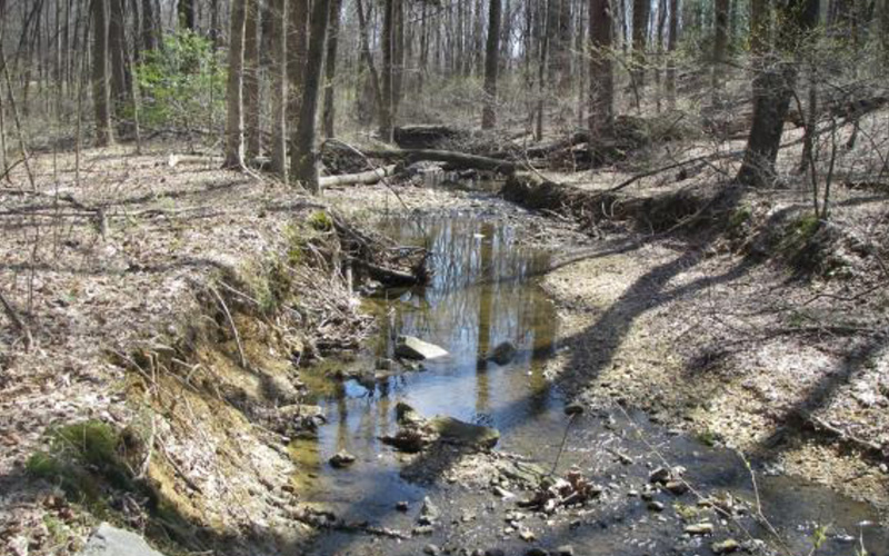 A shallow stream flows through a forest with bare trees and scattered rocks on a clear day.