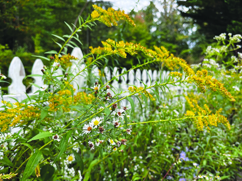 Flowers along a fence