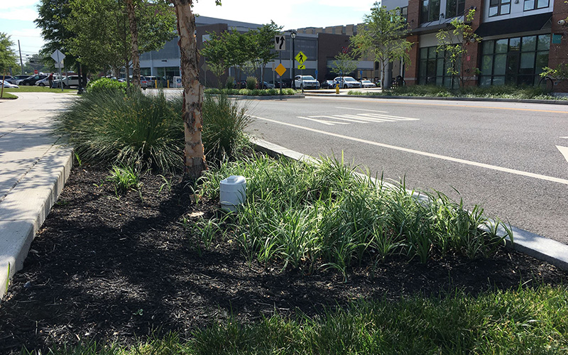 A landscaped median with mulch, ornamental grass, and a small tree runs along a street with shops and parked cars in the background.
