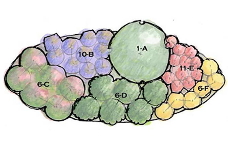 A hand-drawn landscape plan showing various plant groupings labeled 1-A, 6-C, 6-D, 6-F, 10-B, and 11-E in different colors.