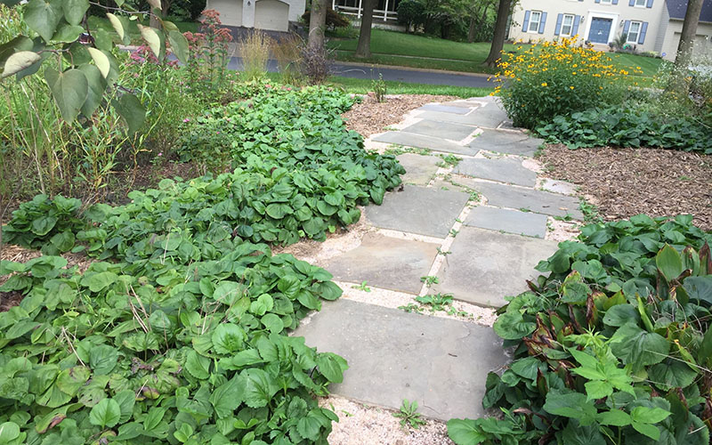 A stone pathway leads through a garden with green ground cover plants and mulched areas, bordered by houses and a road in the background.