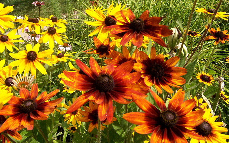 A cluster of orange and yellow Black-eyed Susan flowers bloom in a garden with green foliage in the background.