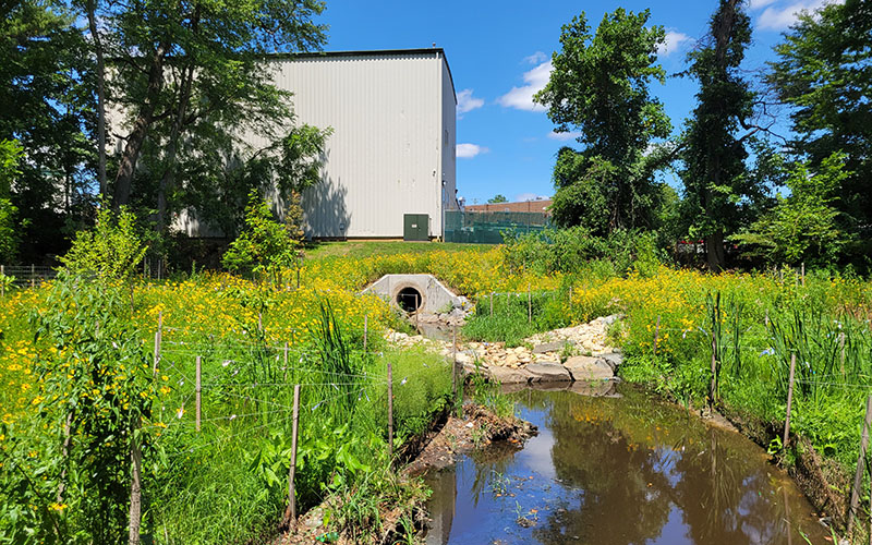 A concrete drainage pipe emerges from a grassy, yellow-flowered area behind a building, with water flowing into a small stream in the foreground.
