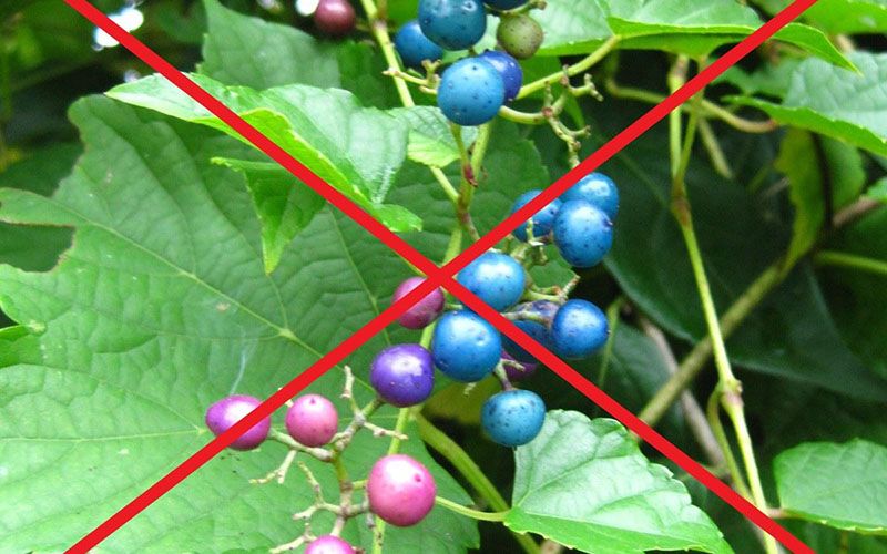 Clusters of purple and blue berries on a vine with large green leaves, overlaid by a red X symbol.