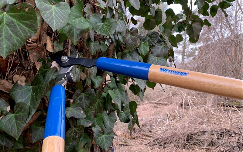 A pair of Westward loppers cutting through a thick ivy vine on a tree trunk in an outdoor setting.