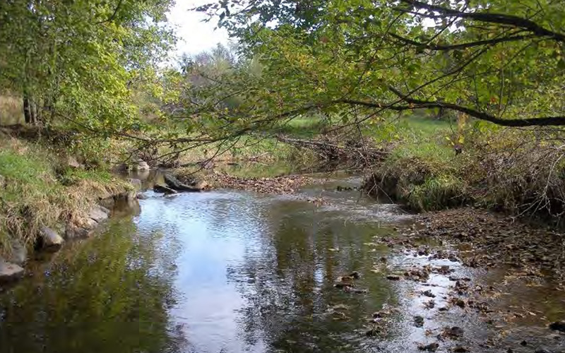 A shallow stream flows through a wooded area with overhanging tree branches, scattered rocks, and patches of green grass along the banks.