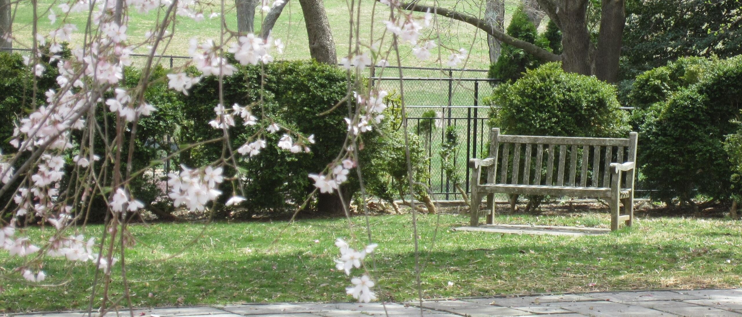 Wooden bench sits on grass near a hedge and trees, with pink cherry blossoms in the foreground.