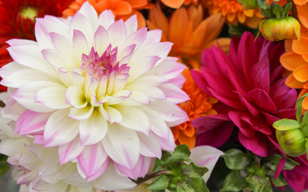 Assorted dahlias in full bloom, featuring a large white and pink flower surrounded by red, orange, and yellow blossoms.