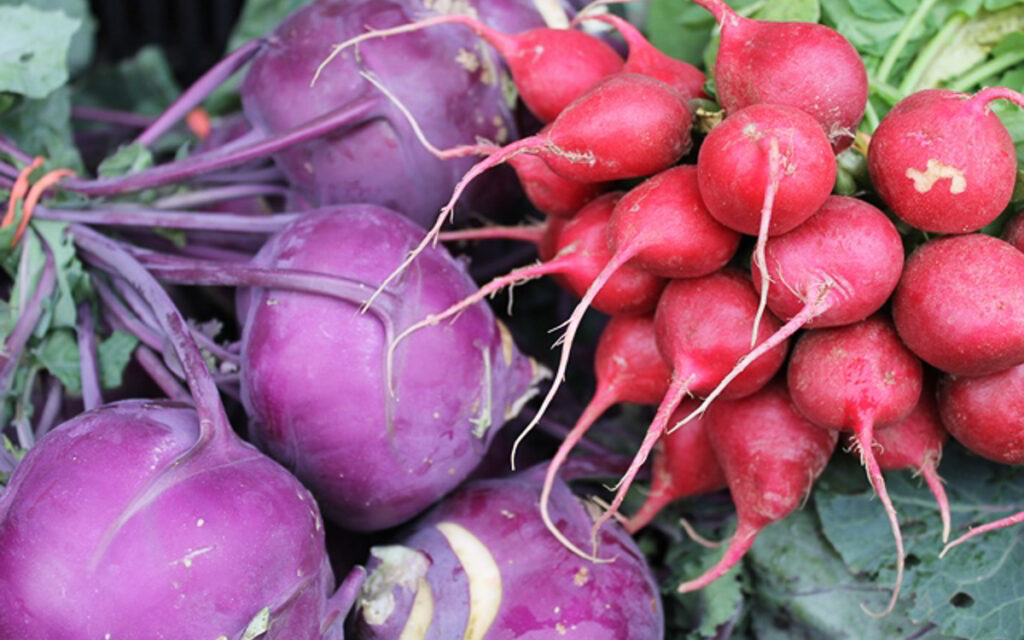 Close-up of a bunch of purple kohlrabi bulbs on the left next to a bunch of red radishes with roots attached on the right.