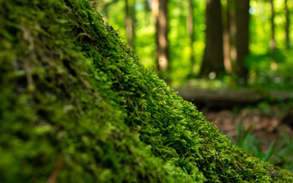 Close-up of green moss growing on the side of a tree trunk in a sunlit forest, with blurred trees and foliage in the background.