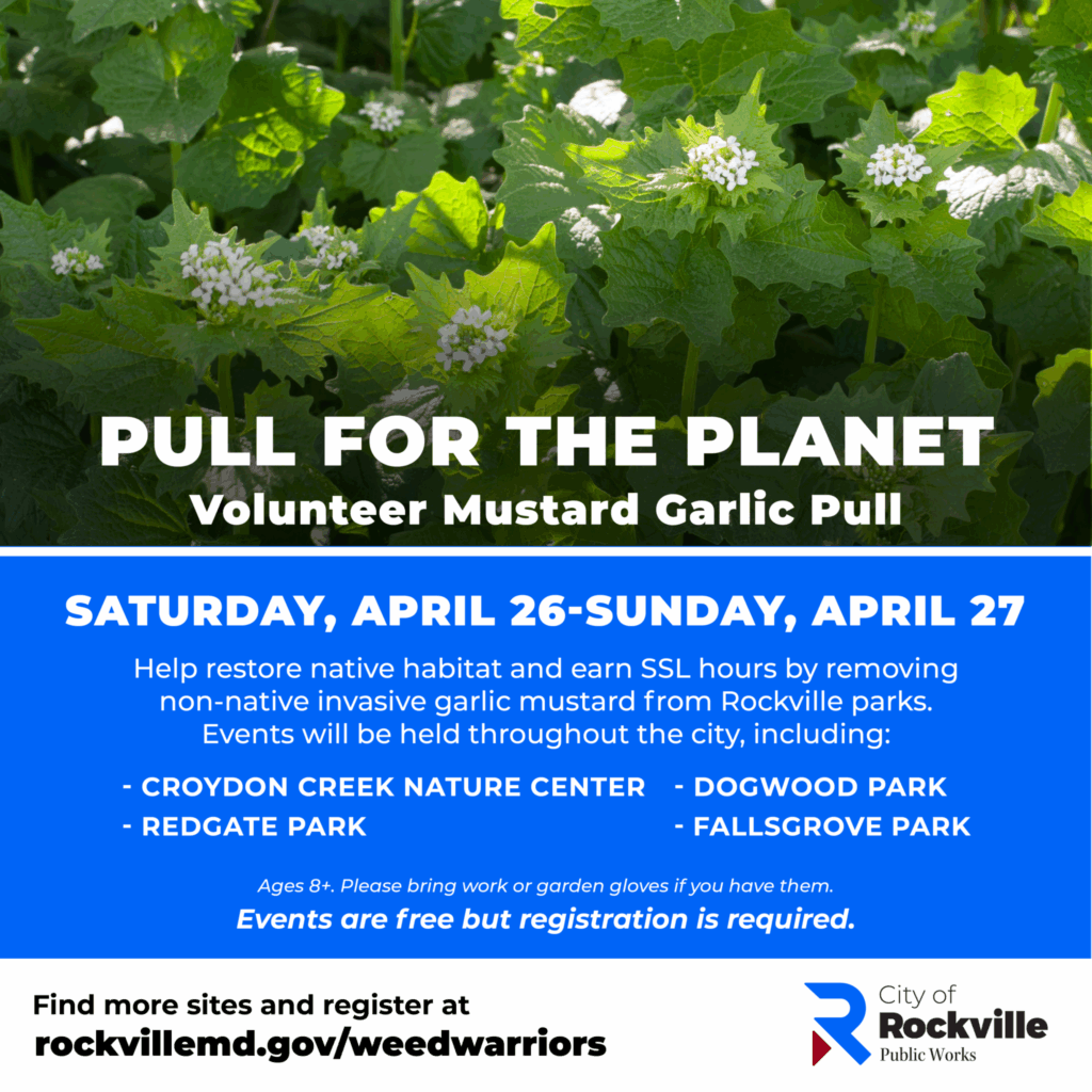 Flyer promoting a volunteer event to remove invasive mustard garlic plants in Rockville parks, held April 26-27, with registration required and details at rockvillemd.gov/weedwarriors.