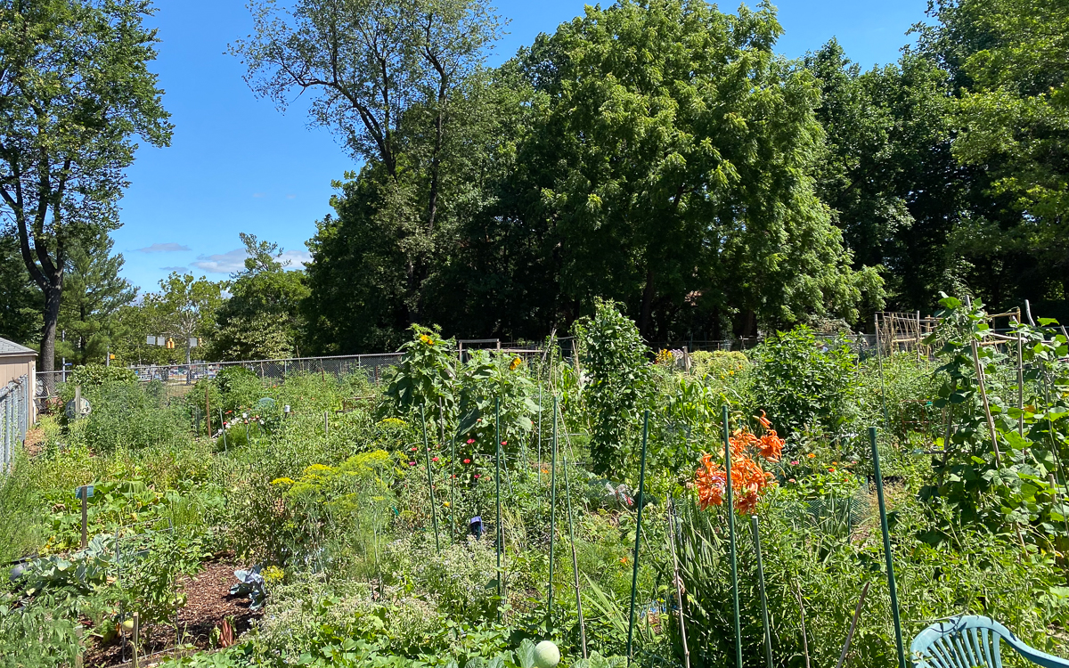 A community garden with various green plants and flowers, surrounded by tall trees under a clear blue sky.