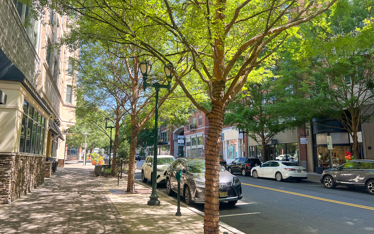 A sunny city street with parked cars, trees lining the sidewalk, and buildings with shops and offices on both sides.