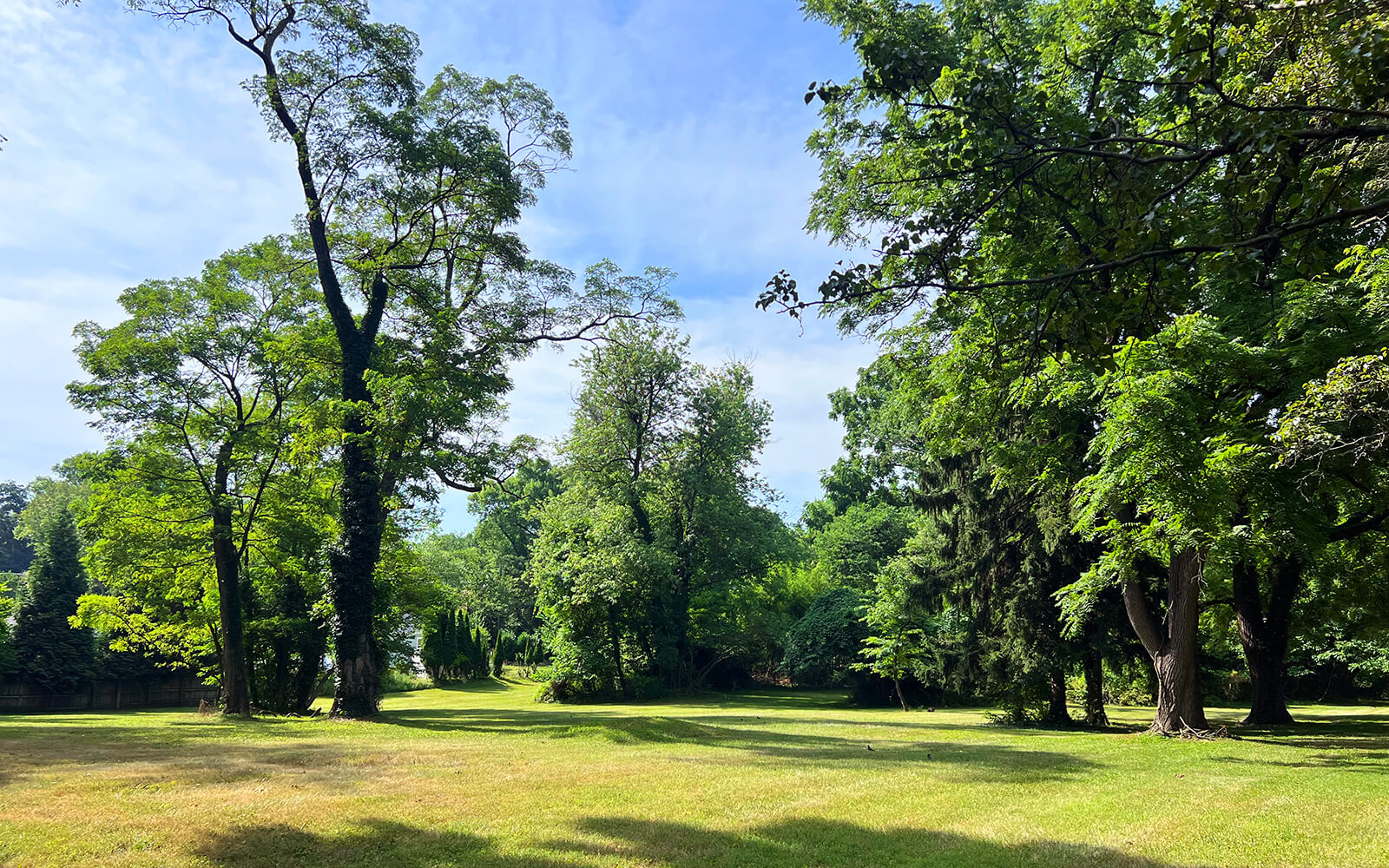 A grassy field with scattered tall trees and lush green foliage under a partly cloudy blue sky.