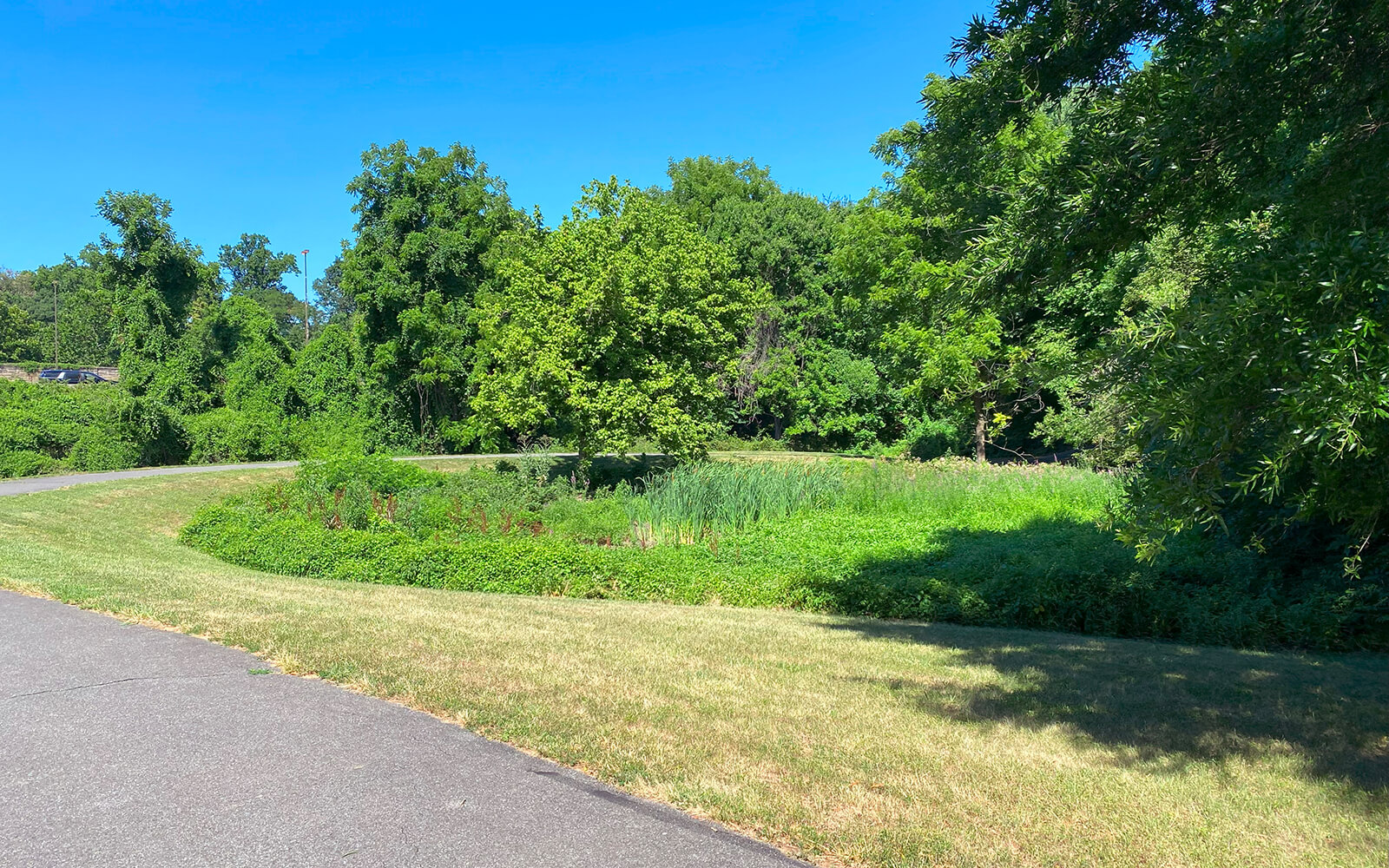 A paved path curves through a grassy area bordered by green trees and shrubs under a clear blue sky.