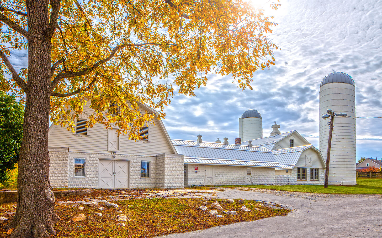 A white barn with several silos stands under a partly cloudy sky, framed by a tree with yellow autumn leaves.