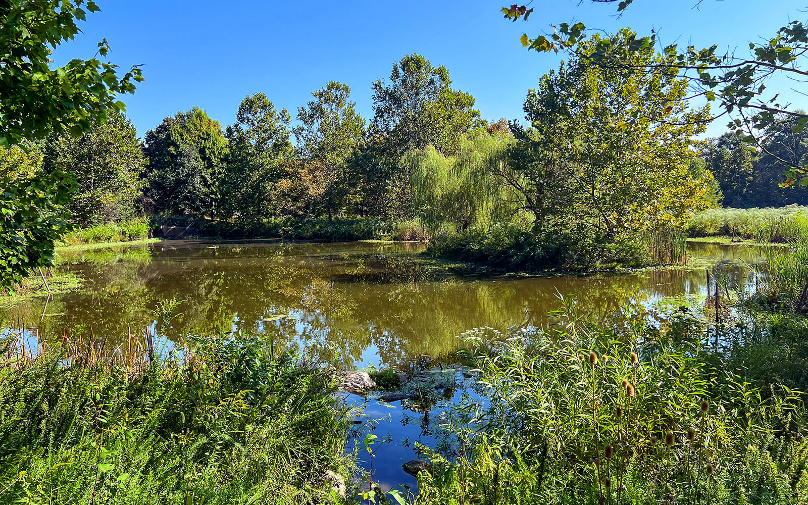 A small pond surrounded by dense green vegetation and trees under a clear blue sky, with reflections visible on the water’s surface.