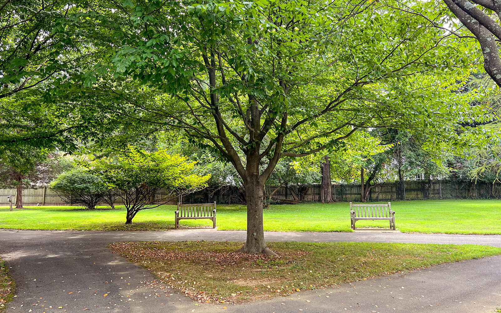 A large tree stands at the intersection of paved paths in a park, with two wooden benches facing each other in the background on a grassy lawn.
