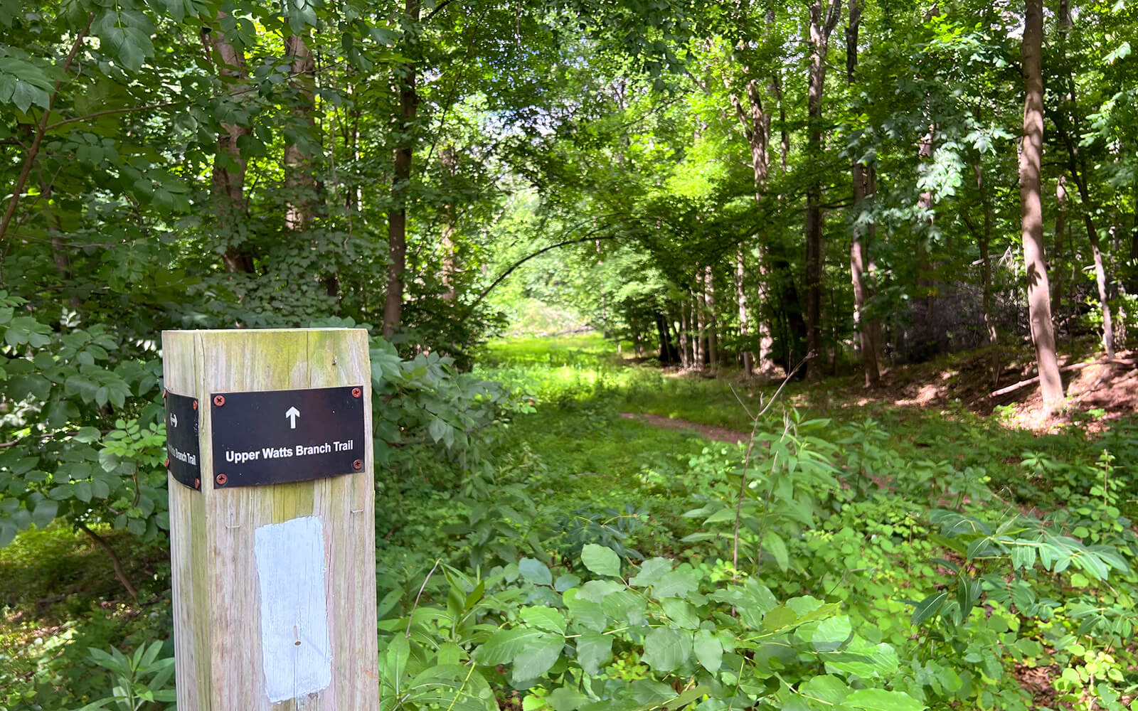 A wooden post with a sign reading "Upper Wells Branch Trail" marks the start of a narrow path leading into a lush, green forest.