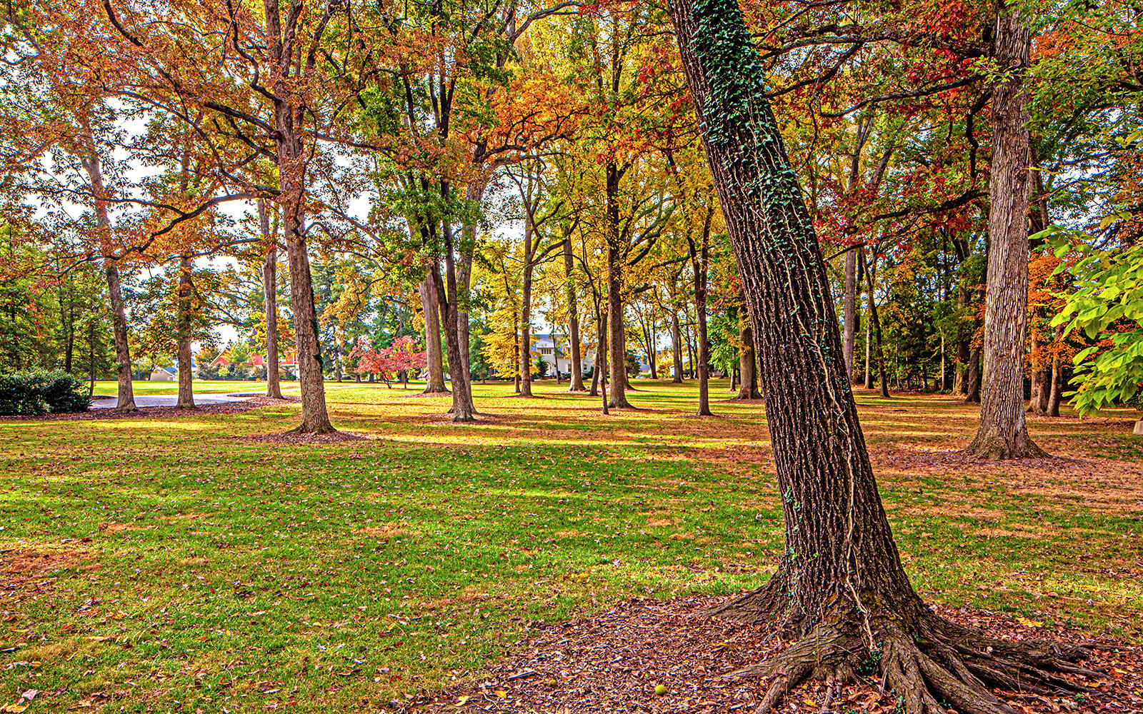 A park with tall trees, fallen leaves, and patches of sunlight on green grass. Some trees show autumn colors. A path is visible in the background.