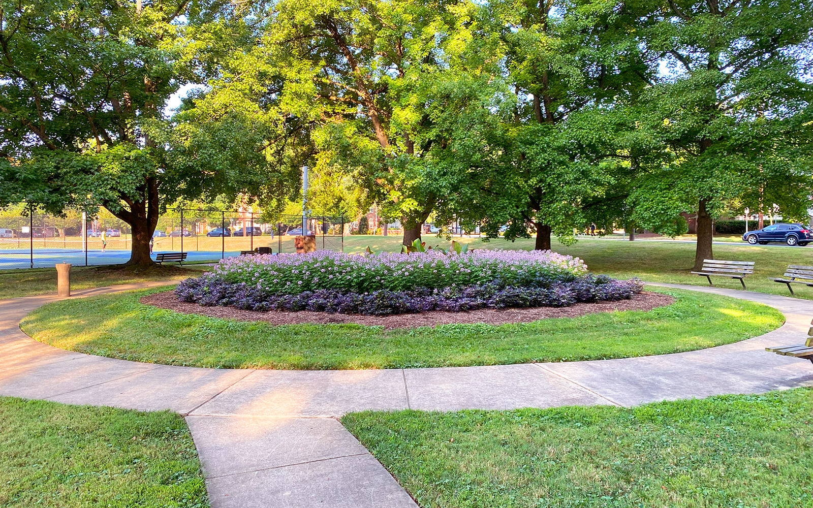 A circular flower bed with purple flowers is surrounded by a sidewalk and benches in a park with green trees and a tennis court in the background.