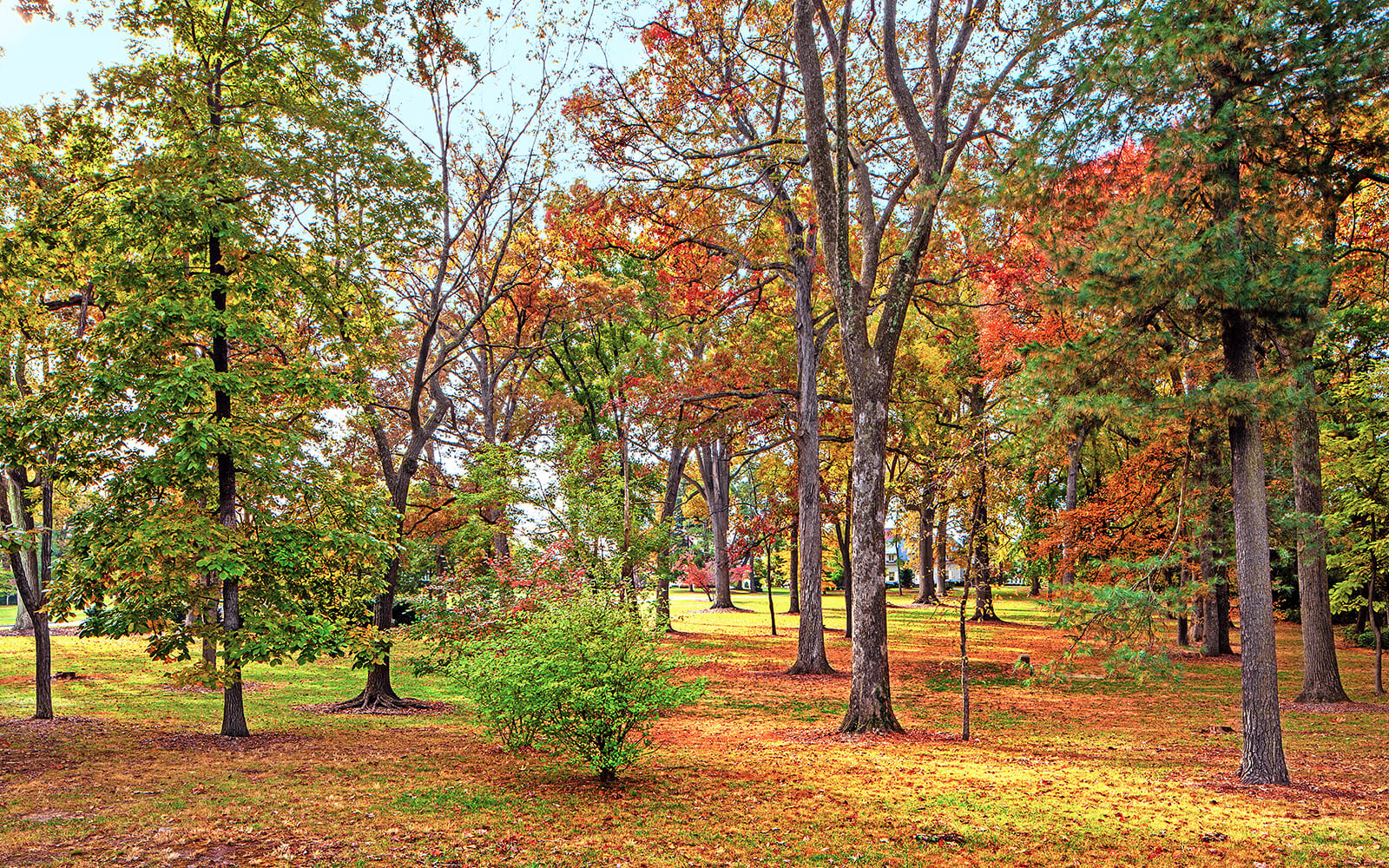 A park scene with tall trees showing green and autumn-colored leaves, scattered sunlight, and a grassy, leaf-covered ground.