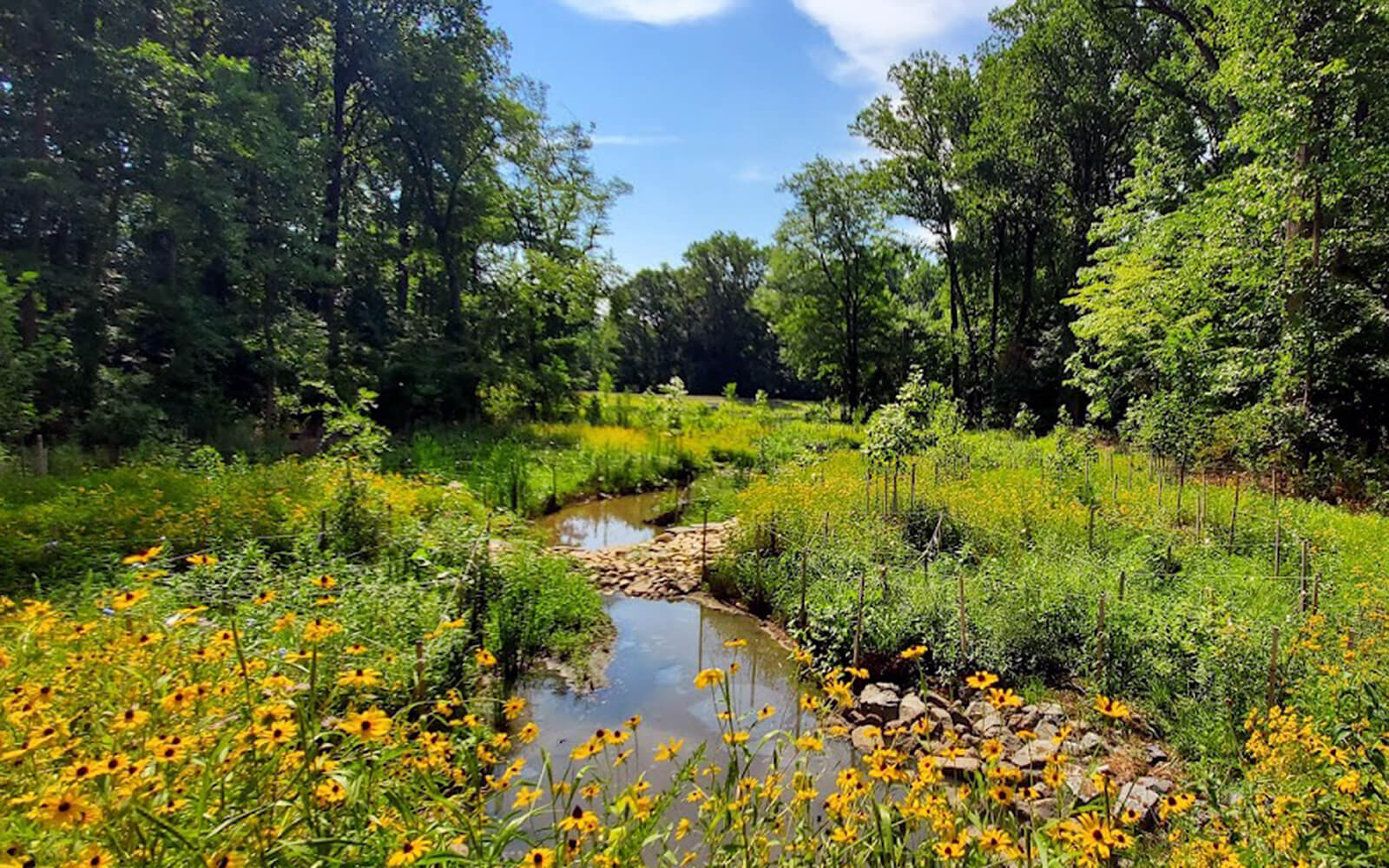A small stream flows through a green, wooded area with yellow wildflowers in the foreground under a blue sky.