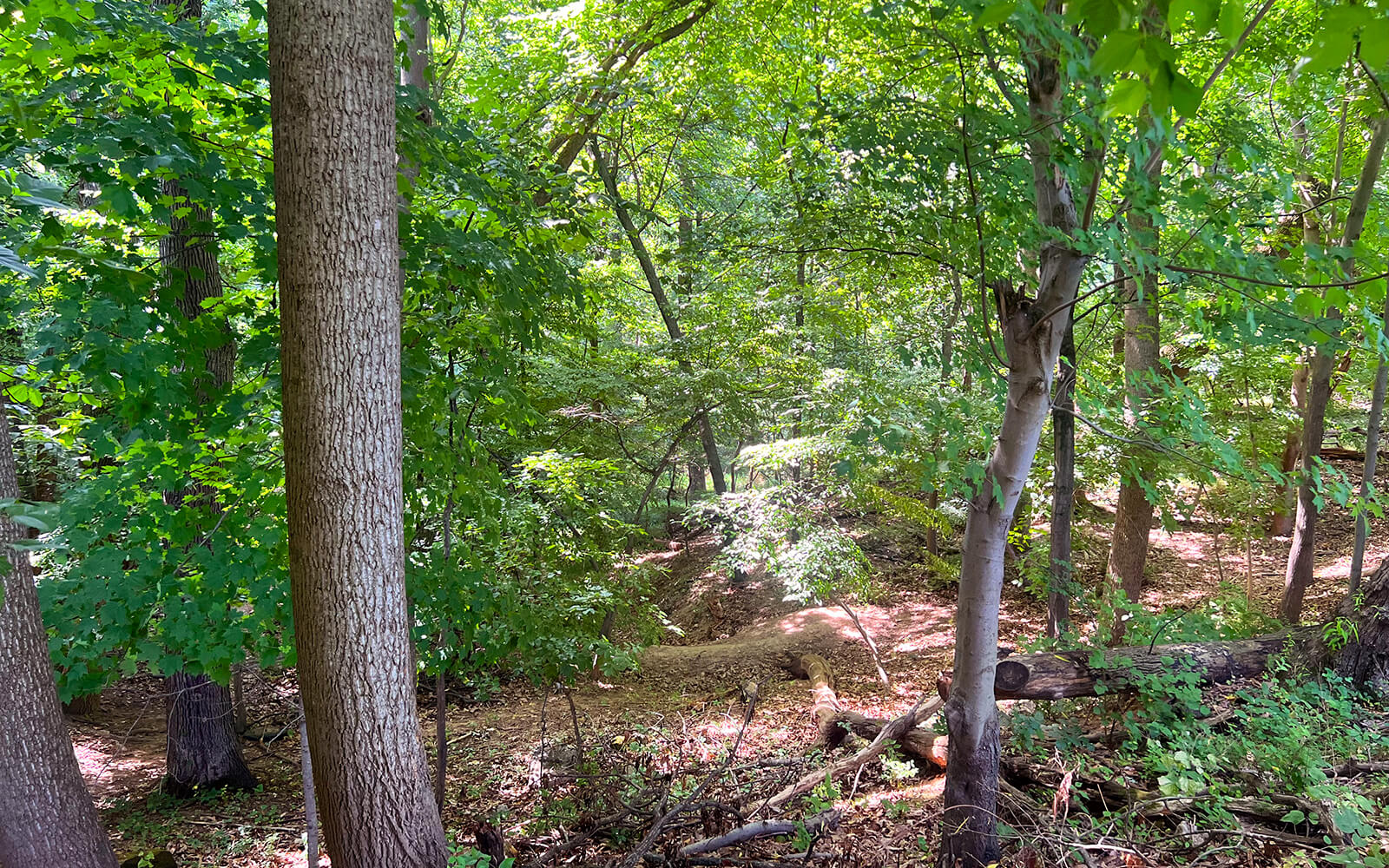 A sunlit forest scene with dense green foliage, tree trunks, and scattered fallen branches on the ground.