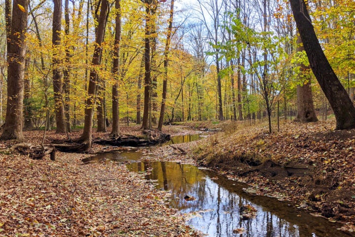 A narrow creek winds through a forest with tall trees and fallen autumn leaves covering the ground.