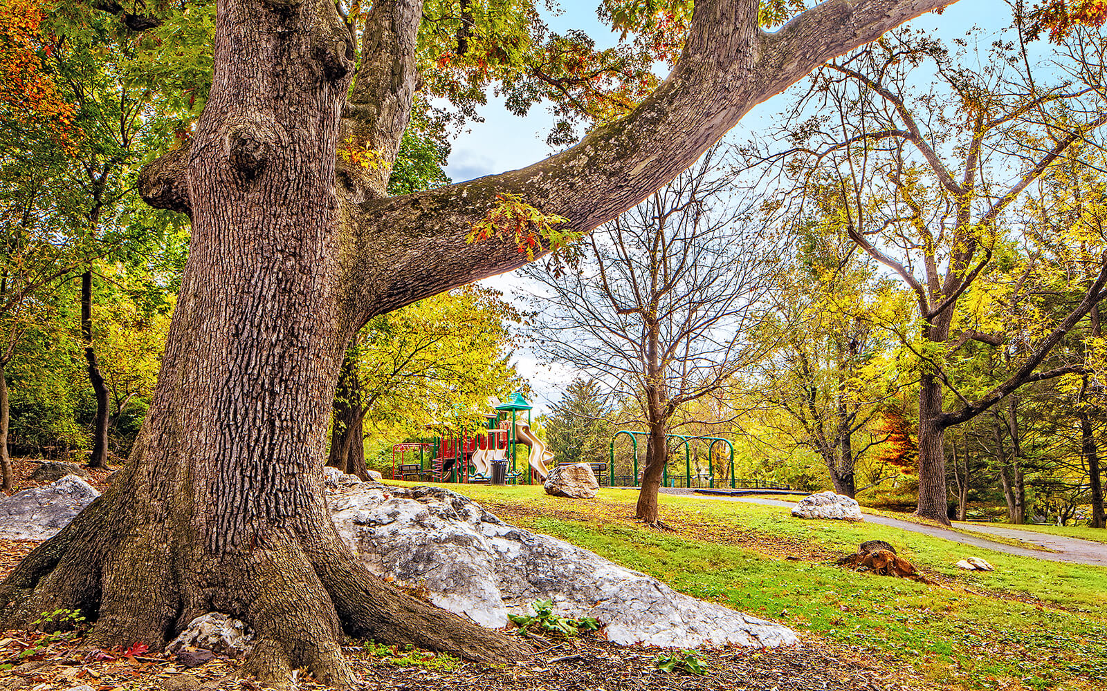Large tree in the foreground with rocks nearby; a playground with slides and swings is visible in a green park surrounded by trees.