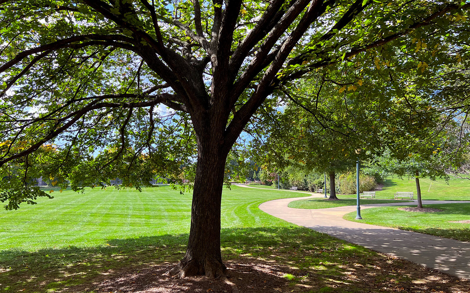 A large tree provides shade next to a curved sidewalk in a grassy park with benches and lampposts visible in the background.
