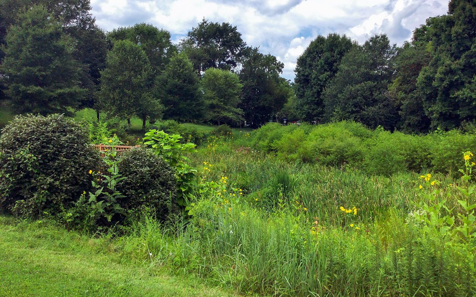 A grassy field with dense green bushes, wildflowers, and tall trees under a partly cloudy sky.