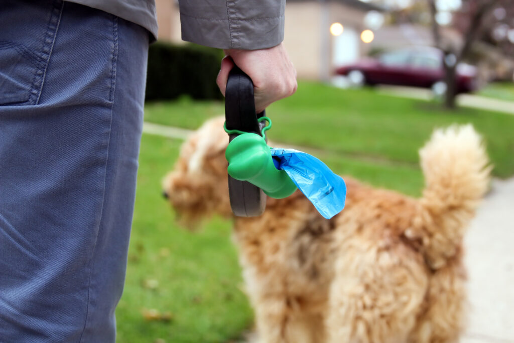 Person holding a used dog waste bag and leash while walking a fluffy brown dog on a suburban sidewalk.