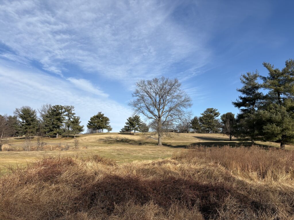 A large leafless tree stands in the middle of a grassy field with scattered evergreen trees under a partly cloudy sky.