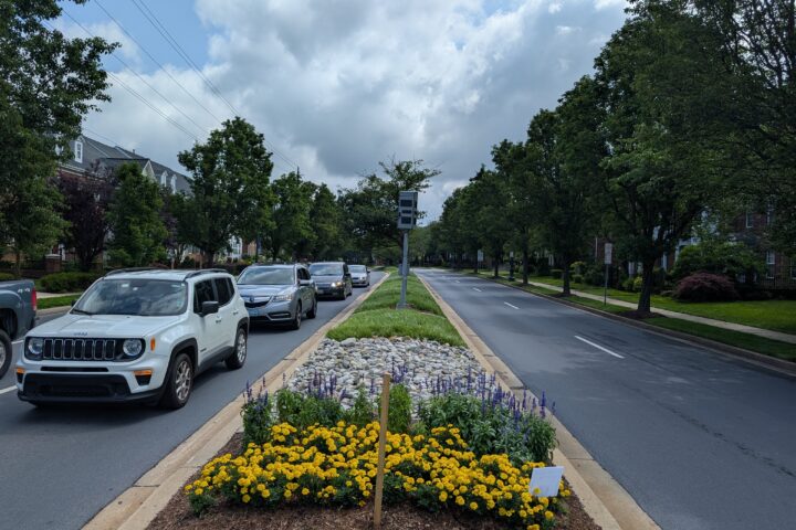 Cars wait at a traffic light on a divided street lined with trees, with a landscaped median featuring flowers and rocks in the foreground.
