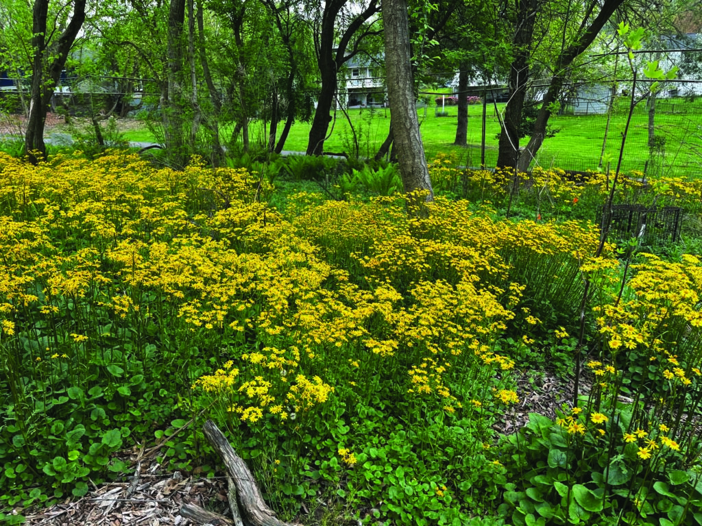A patch of yellow wildflowers grows densely in a grassy, wooded area with trees and houses visible in the background.