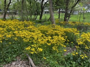 A dense patch of yellow wildflowers grows beneath tall trees in a wooded area, with grass and buildings visible in the background.