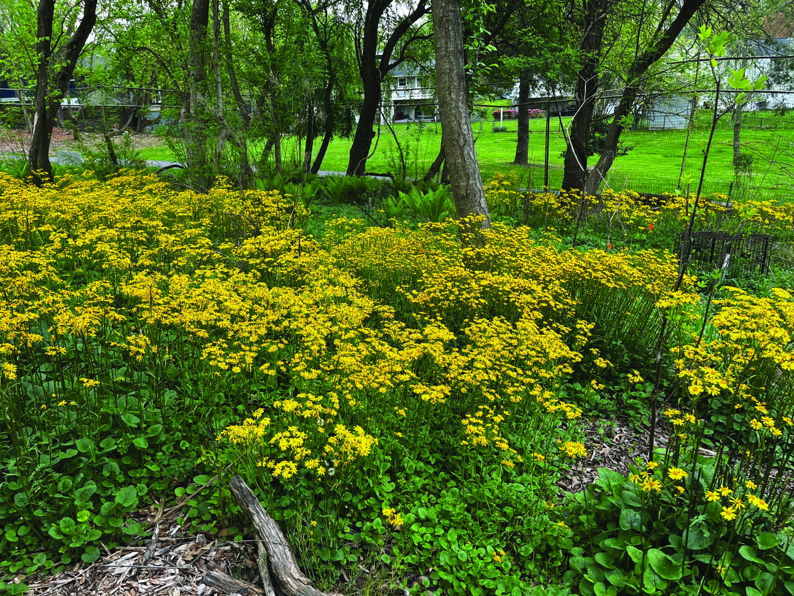Native Plants: Choosing, Finding and Planting with Purpose