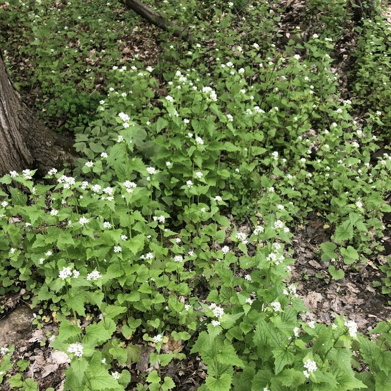 Green leafy plants with clusters of small white flowers growing on a forest floor, surrounded by patches of brown fallen leaves and other vegetation.