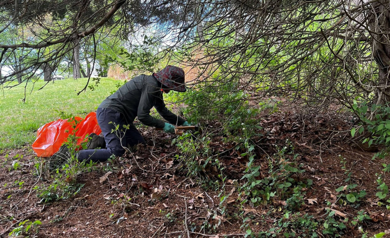 A person wearing a hat and gloves kneels on the ground under trees, pulling weeds or clearing brush near orange bags.