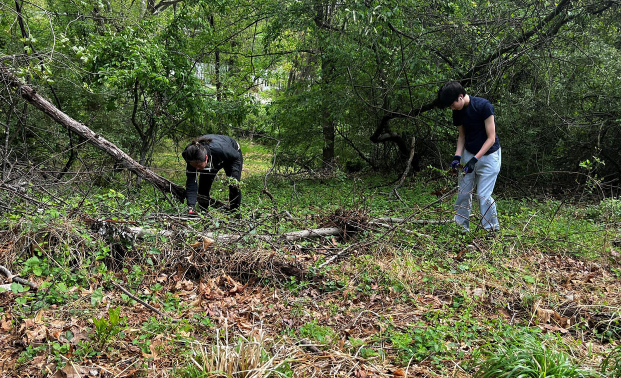 Two people wearing dark clothing and gloves clear brush and fallen branches in a densely wooded area.