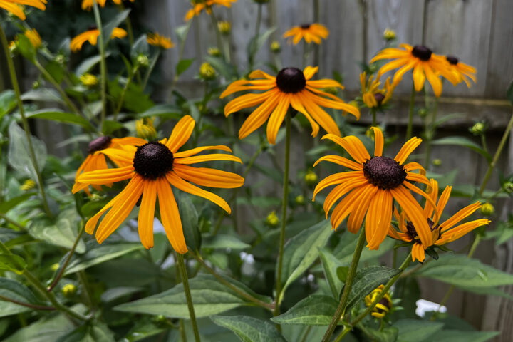Several Black-eyed Susan flowers with yellow petals and dark brown centers grow among green leaves in a garden, with a wooden fence in the background.