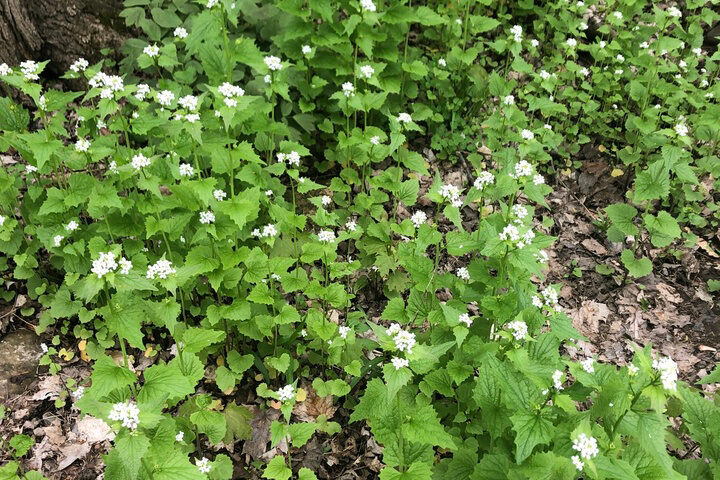 Green leafy plants with clusters of small white flowers growing on the forest floor, surrounded by fallen brown leaves.