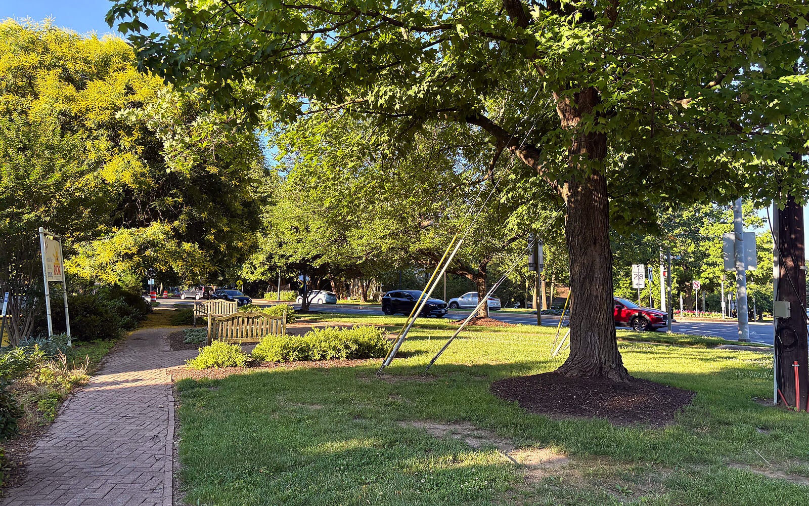 A grassy park area with a large tree, a wooden bench, paved walkway, and several cars on the road in the background on a sunny day.