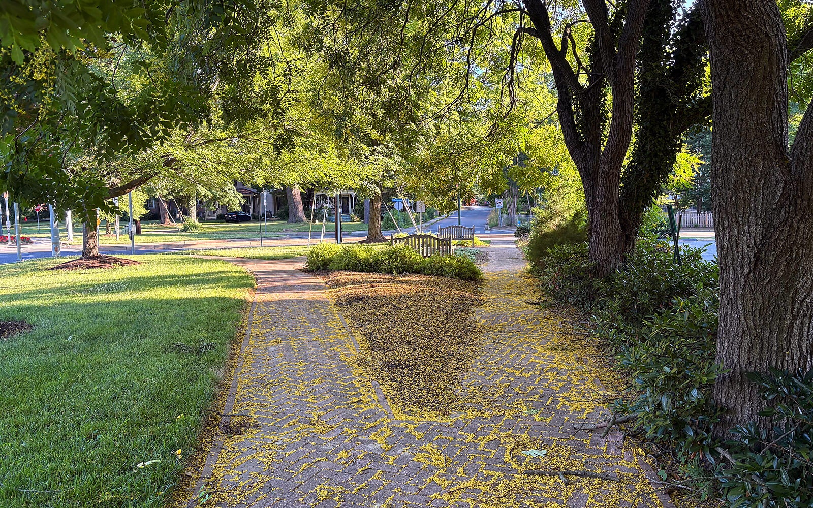 A brick pathway in a park is covered with scattered yellow petals, surrounded by green grass and trees on a sunny day.