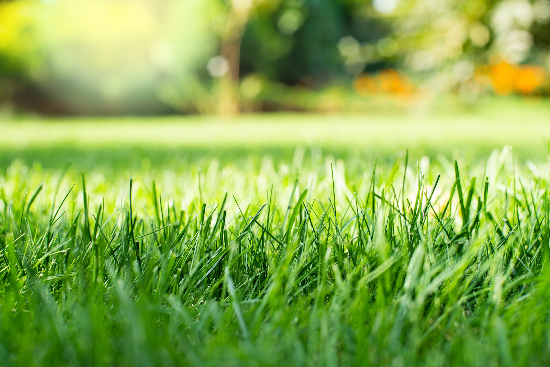 Drought-Friendly Lawn Care Tips for Summer