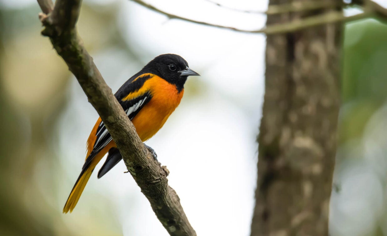 A brightly colored orange and black bird is perched on a tree branch with a blurred green background.