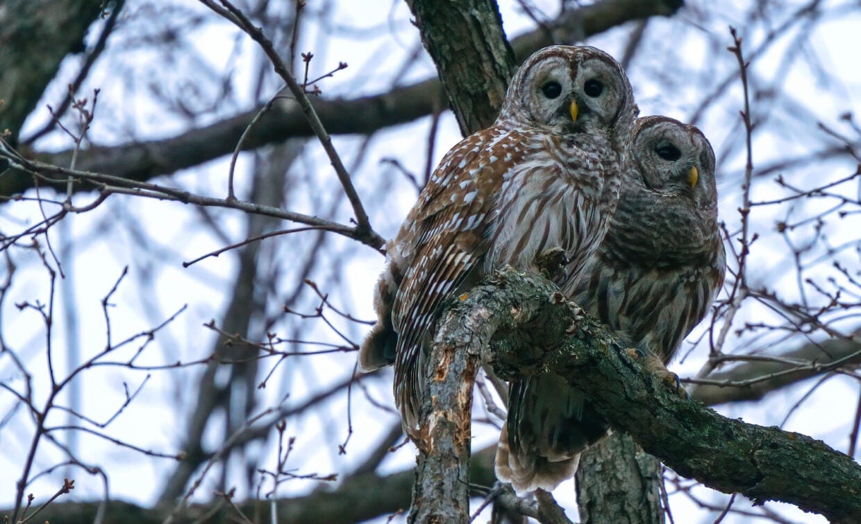 Two barred owls perch closely together on a tree branch, surrounded by bare branches on a cloudy day.