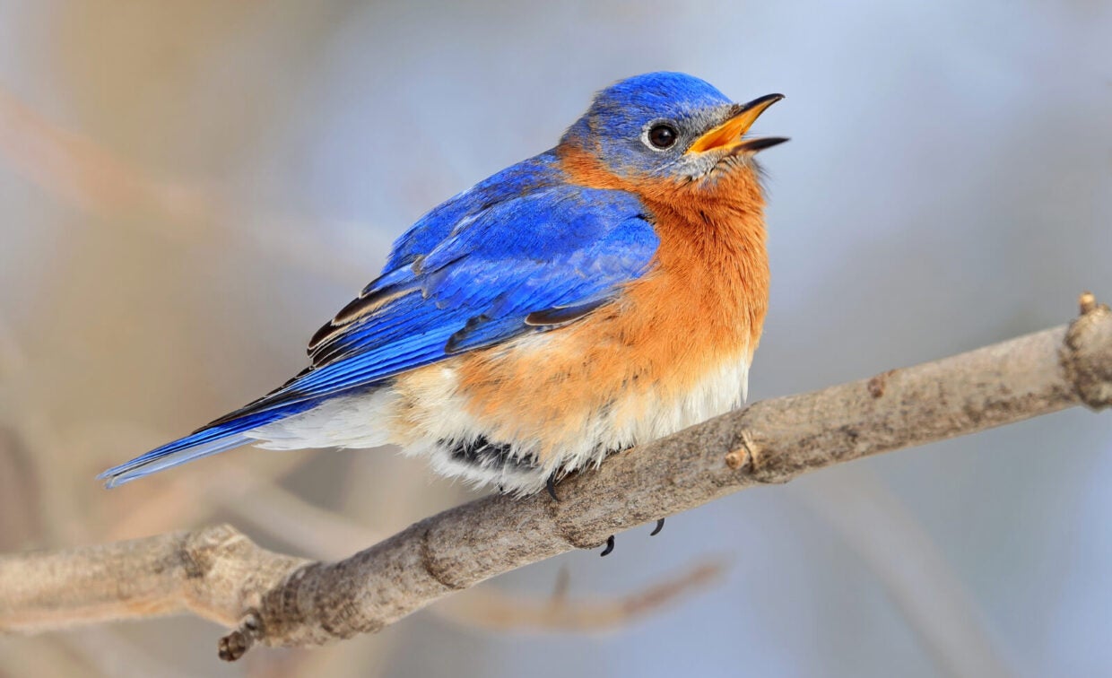 A bluebird with vibrant blue and orange feathers perches on a branch, facing left with its beak open against a blurred background.