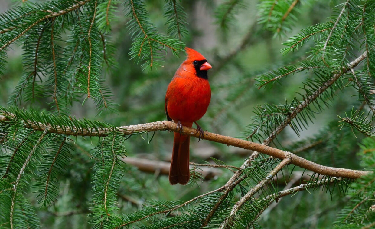 A bright red cardinal perches on a pine tree branch surrounded by green needles.